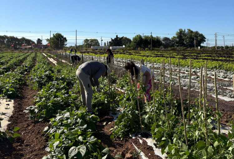 Desarrollan innovador sistema de microencapsulación para potenciar la agricultura sostenible