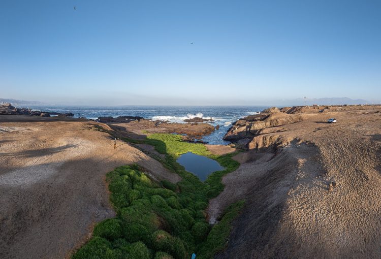 COP15: Humedal Aguada La Chimba de Antofagasta es reconocido como ejemplo de conservación