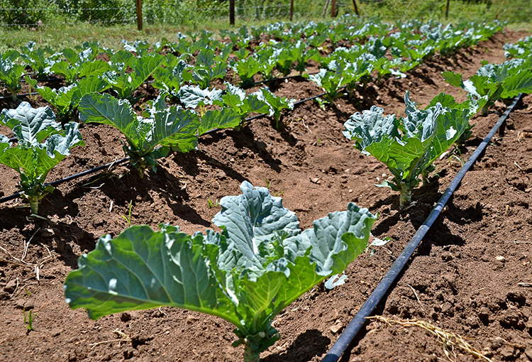 Prórroga de ley de fomento al riego favorecerá a productores agrícolas pequeños y medianos 