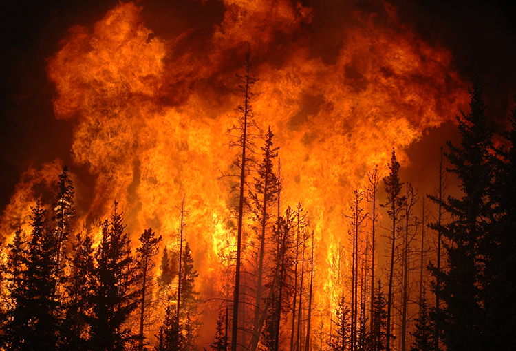 Superficie afectada por incendios forestales supera casi un 400% a periodo anterior