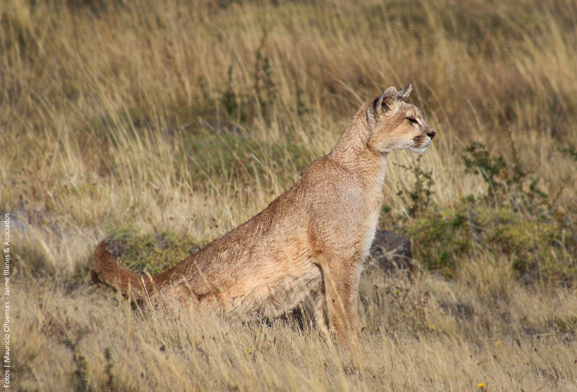 La Fauna de Chile