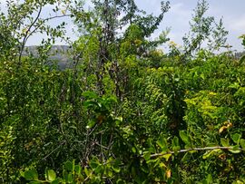 Publican estudio que cuestiona la evidencia científica de los “bosques de bolsillo”