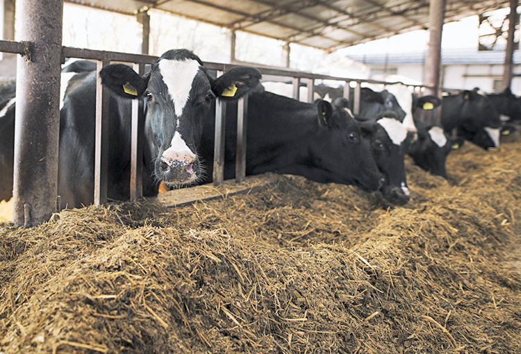 Buscan reducir el impacto ambiental del ganado bovino de leche usando plantas forrajeras