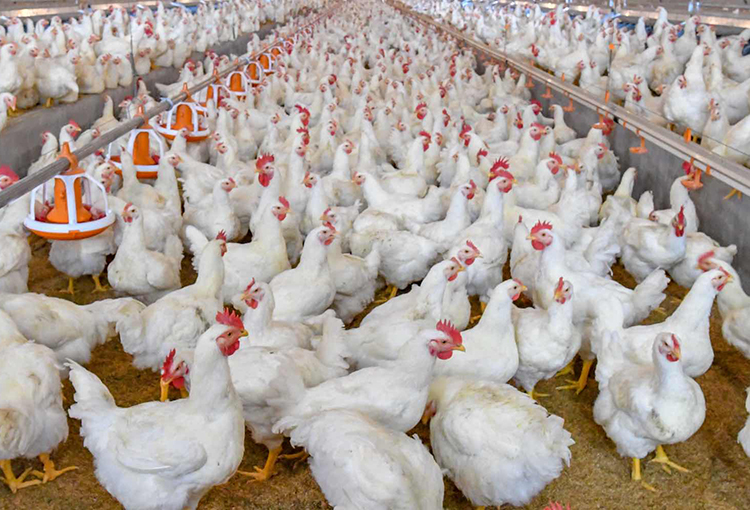 Productores avícolas implementarán estándar de sustentabilidad para reforzar su competitividad
