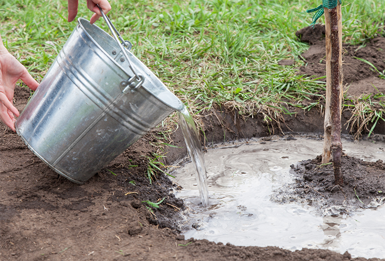 Ingresó al Congreso proyecto de ley que permite regar cultivos agrícolas con agua reciclada 