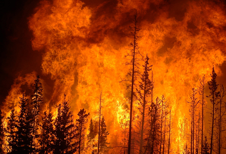 Con el apoyo de inteligencia artificial intentarán prevenir y contener incendios forestales