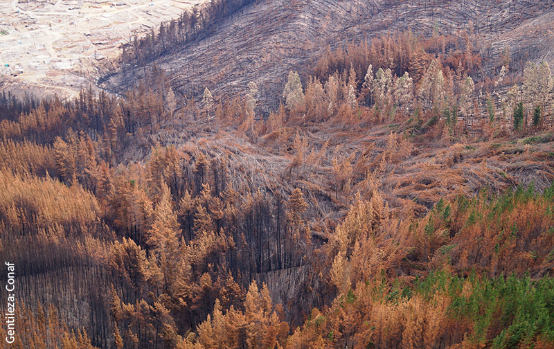 La Restauración de los Bosques