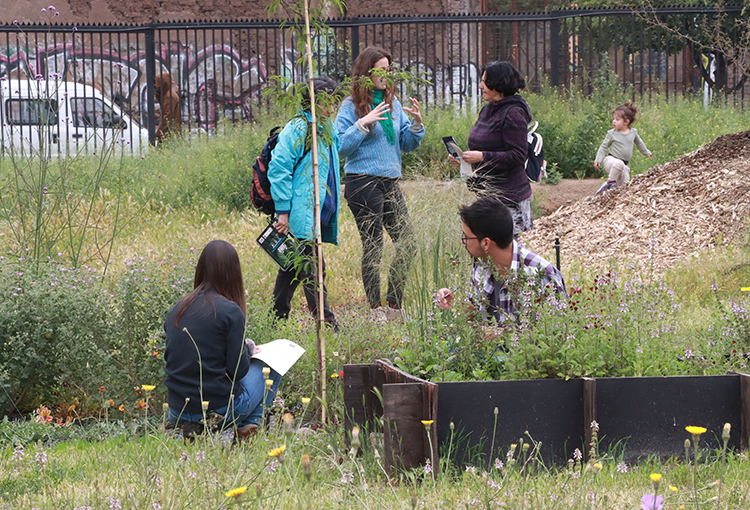 Adaptación al cambio climático: estudio da claves para desarrollar jardines sostenibles en la RM