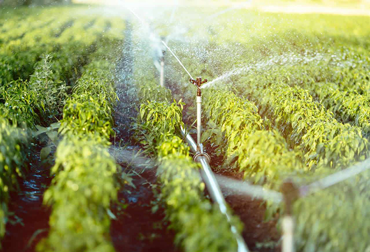 Convención Constitucional aprueba cambio inmediato de derechos de agua por autorizaciones de uso