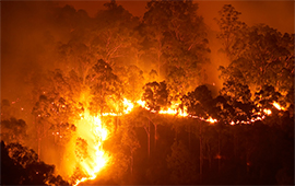 Avanza proyecto para identificar plantas impulsoras o retardantes del fuego del bosque esclerófilo