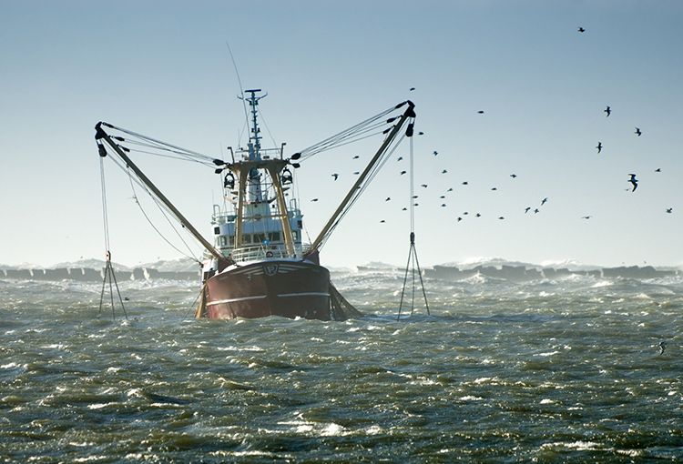 Estudio revela cómo el cambio climático pone en riesgo la pesca en Chile y Perú