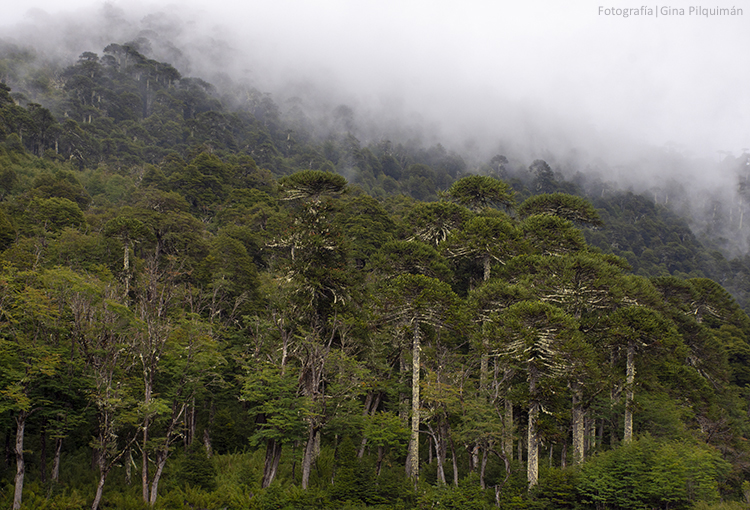 Chile no alcanzaría a cumplir sus compromisos forestales para ser carbono neutral en 2050
