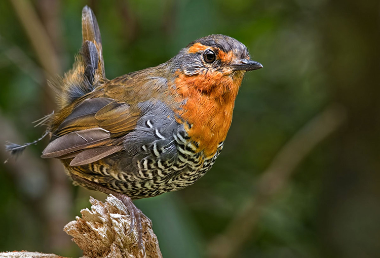 Estrategia Nacional de Conservación de Aves busca proteger a las 528 especies que viven en Chile