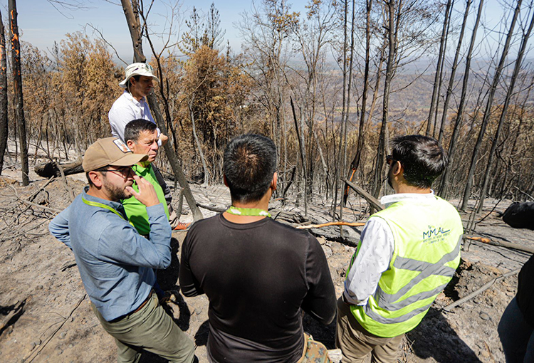 Avanzan acciones para iniciar restauración de la biodiversidad dañada por incendios forestales