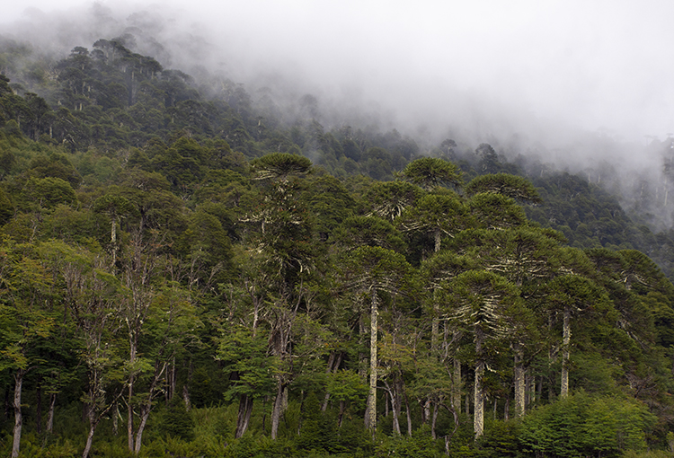 Servicio de Biodiversidad y Áreas Protegidas fue aprobado por el Senado y pasó a último trámite