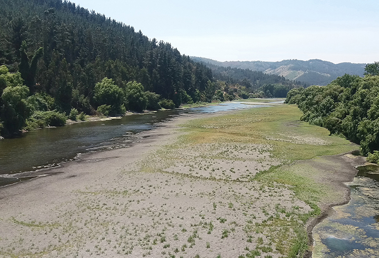 Plantaciones y el Agua