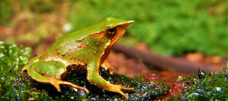 Ranita de Darwin con protección efectiva: Medio Ambiente reingresó el decreto y está con toma de razón