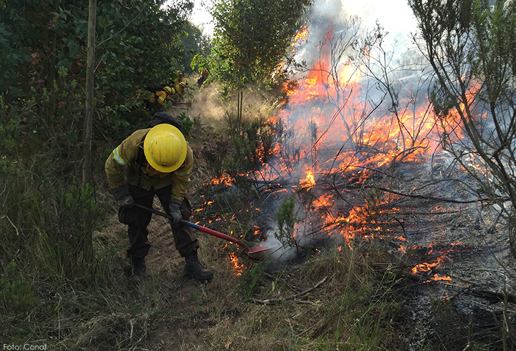 Controlan incendio forestal en cerro San Cristóbal y se combaten otros dos siniestros de magnitud