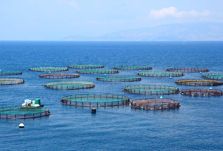 Comisión de Medio Ambiente de la Cámara abordó muerte de salmones en Los Lagos