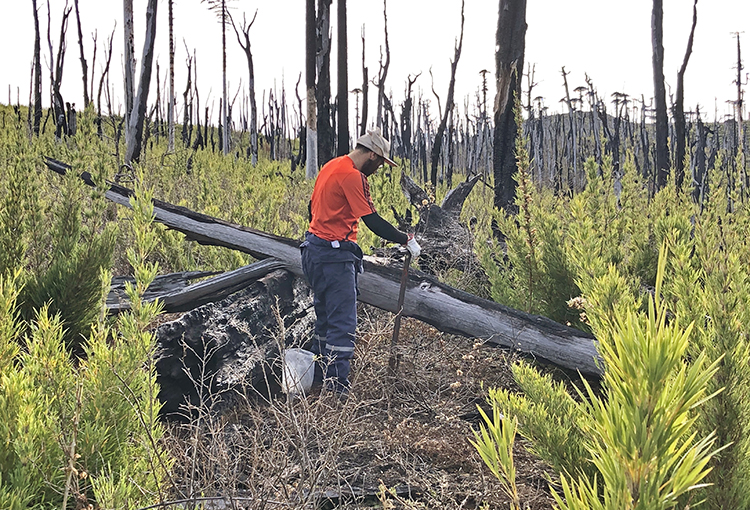 Por la Tierra y los Bosques