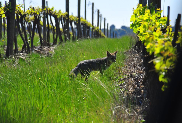 Bosques, zorros y microorganismos ayudan a proteger al vino chileno del cambio climático