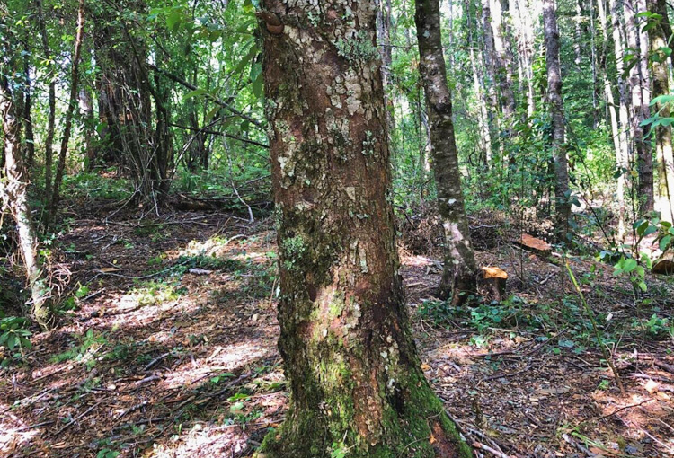 Abren postulaciones a iniciativas de manejo forestal para enfrentar el cambio climático