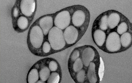 Investigadores chilenos modelaron una bacteria para producir bioplásticos