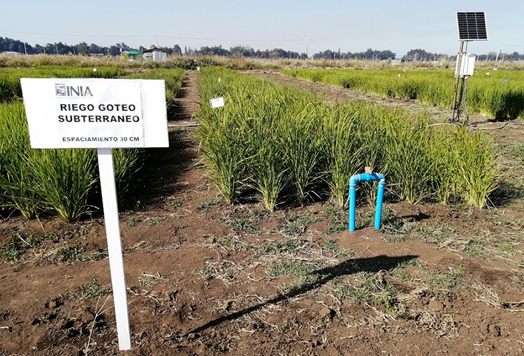 Implementación de riego por goteo en cultivos de arroz permitirá ahorrar un 60% de agua