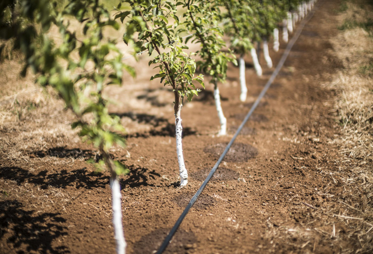 Senado aprobó proyecto que fomenta el reúso de aguas grises tratadas en riego agrícola