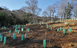 Plantarán más de 23 mil árboles nativos en el sur de Chile en 2024 para preservar la biodiversidad