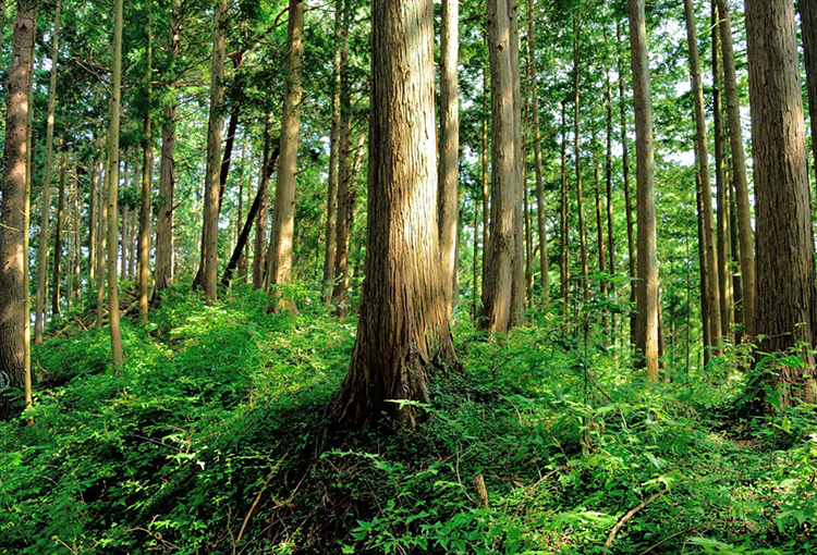 Buscan identificar momento crítico en que el cambio climático impactará los bosques y el agua