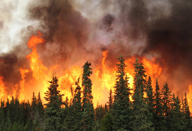 Dan luz verde a estricto trabajo de fiscalización para prevenir incendios forestales