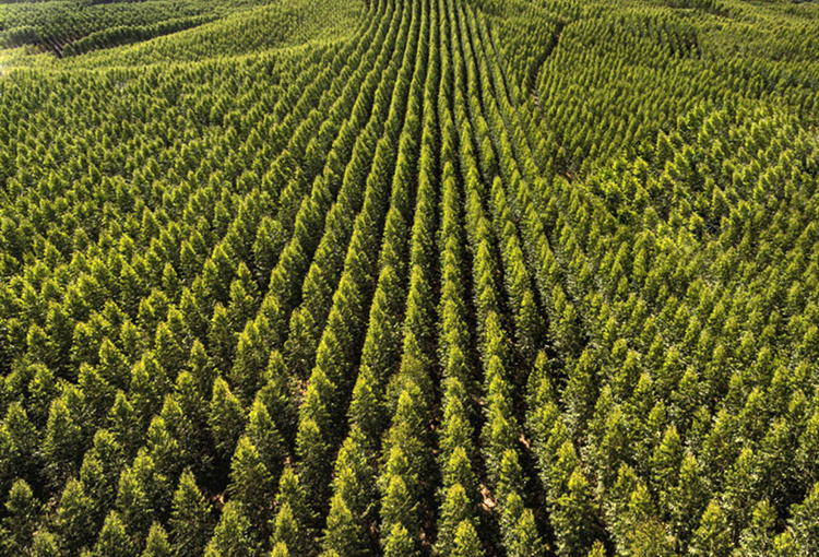 Consejo de Política Forestal trabaja para definir protocolo de plantaciones 2.0