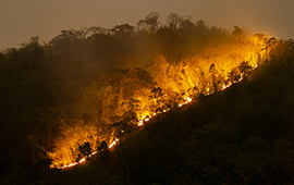 El desolador panorama de los incendios forestales en las regiones del Biobío y Ñuble
