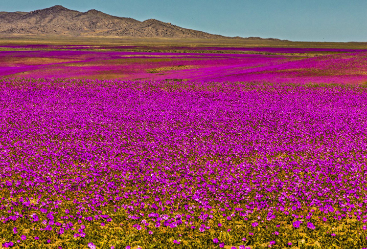 Desierto Florido retorna a Atacama pese a la sequía y el cambio climático