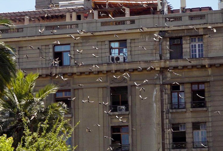 Estudio revela cómo la lluvia limpia el plomo de las ciudades a través de las palomas