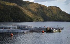 Realizan primera notificación preventiva del año a 263 centros de engorda de salmones 