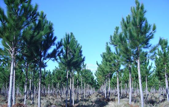 sector forestal
